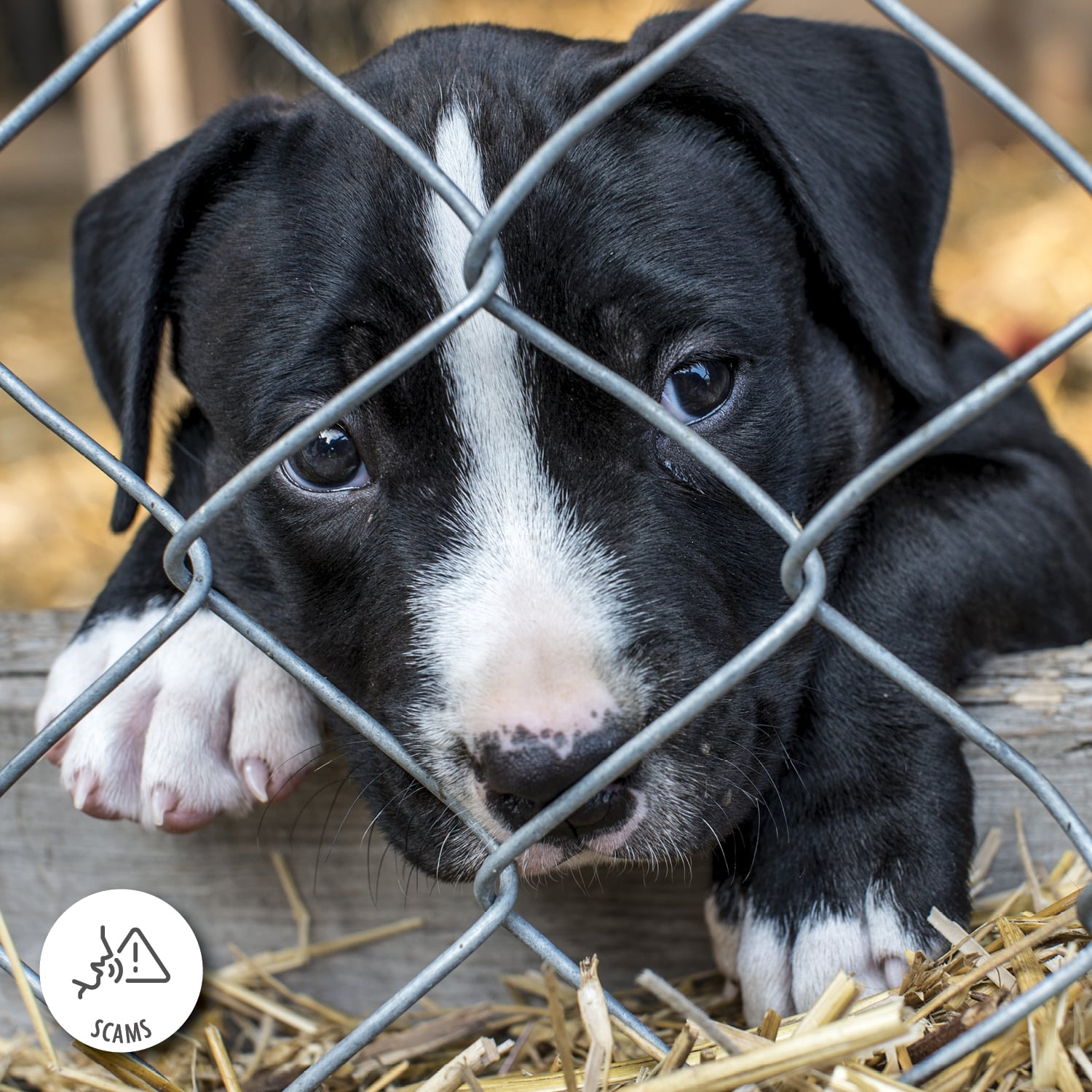 A black and white puppy looks through a chain link fence.